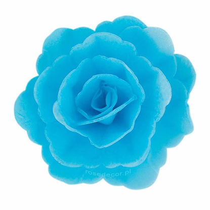 Obrazek RÓŻA CHIŃSKA ŚREDNIA NIEBIESKA 200318 ROSE DECOR