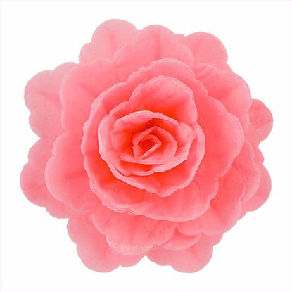 Obrazek RÓŻA CHIŃSKA RÓŻOWA 320415 ROSE DECOR