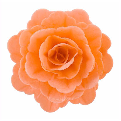 Obrazek RÓŻA CHIŃSKA DUŻA ŁOSOŚ 321515 ROSE DECOR