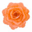 Obrazek RÓŻA CHIŃSKA DUŻA ŁOSOŚ 321515 ROSE DECOR