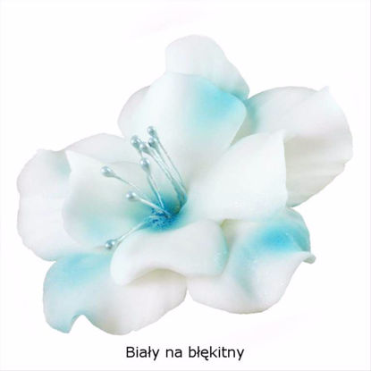 Obrazek DEKORACJA CUKROWA KWIAT MAGNOLIA BIAŁO-NIEBIESKA K04M OP.10SZT MAGMART