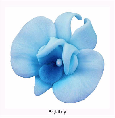 Obrazek DEKORACJA CUKROWA KWIAT CYMBIDIUM NIEBIESKIE K055 OP.10SZT MAGMART